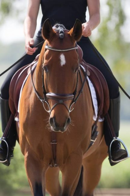 Comment améliorer la concentration de son cheval lors des séances d’entraînement