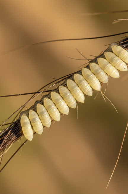 Image pour oeufs de mouche cheval