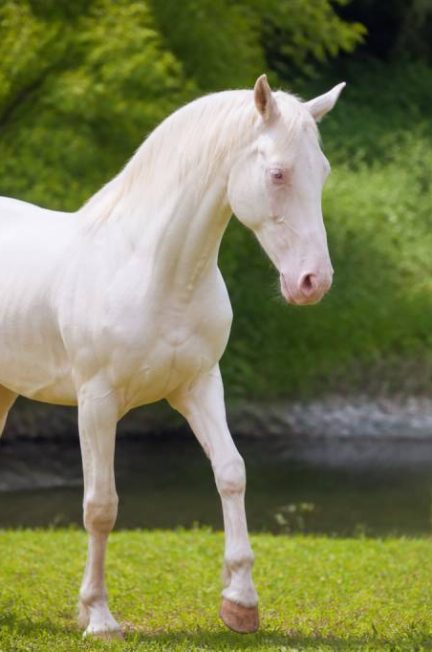 Cheval albinos : caractéristiques, soins et particularités à connaître
