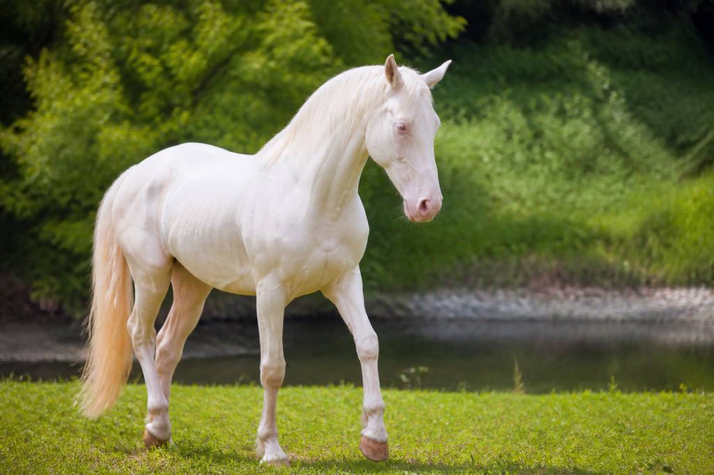 Cheval albinos : caractéristiques, soins et particularités à connaître