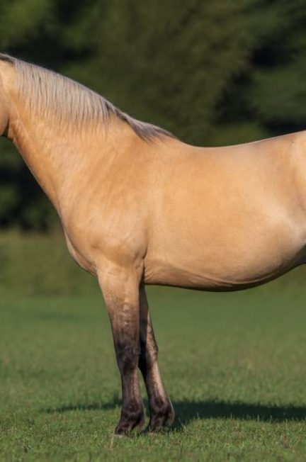 Robe isabelle : caractéristiques, génétique et particularités chez le cheval