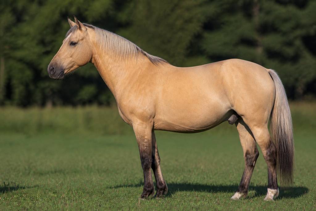 Robe isabelle : caractéristiques, génétique et particularités chez le cheval