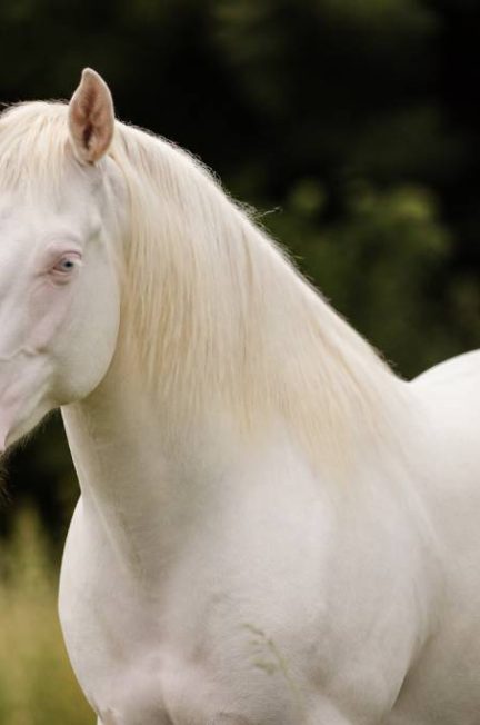 Chevaux albinos : caractéristiques, soins et idées reçues à connaître