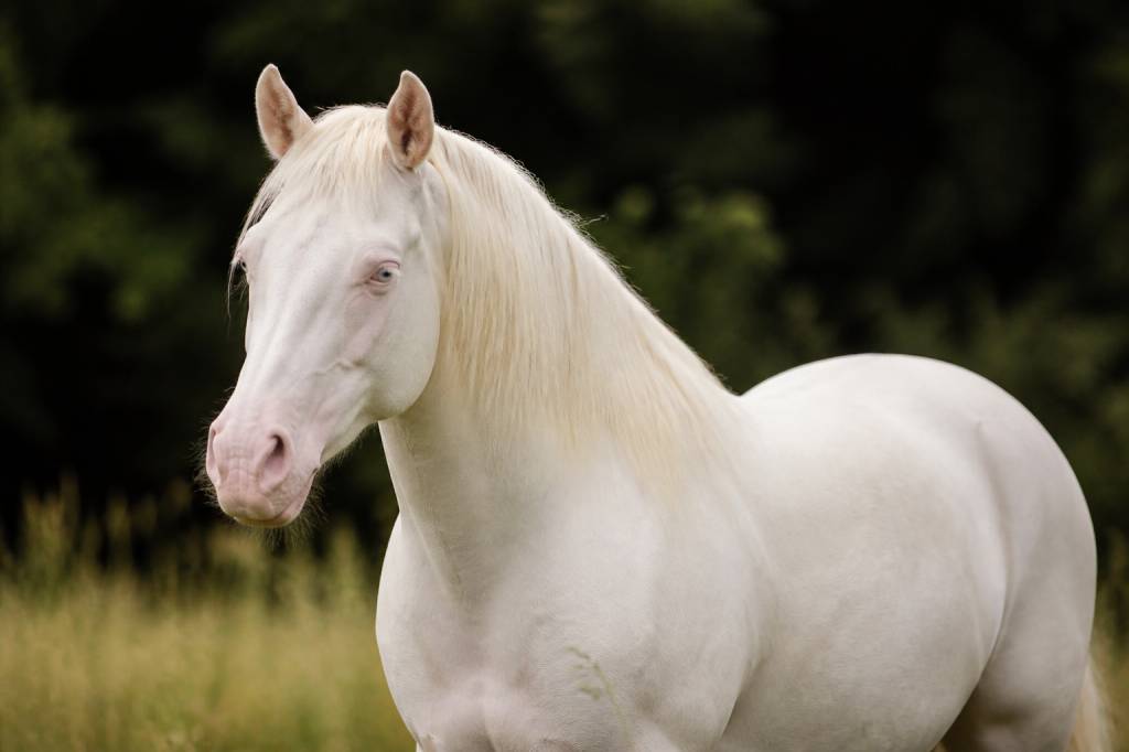 Chevaux albinos : caractéristiques, soins et idées reçues à connaître