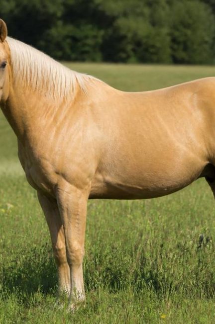 Palomino cheval : caractéristiques, robe et conseils pour bien le choisir
