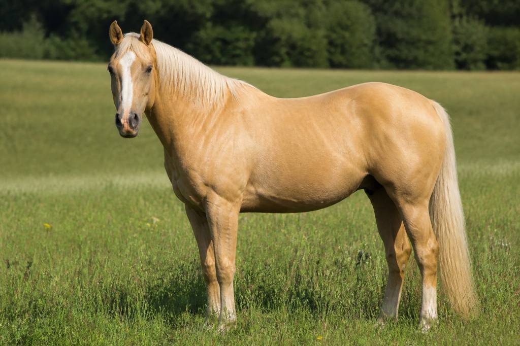 Palomino cheval : caractéristiques, robe et conseils pour bien le choisir