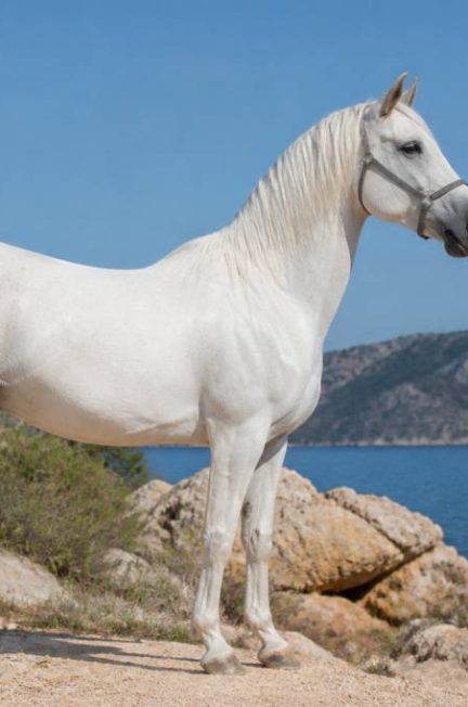 Robe isabelle : caractéristiques, génétique et particularités chez le cheval