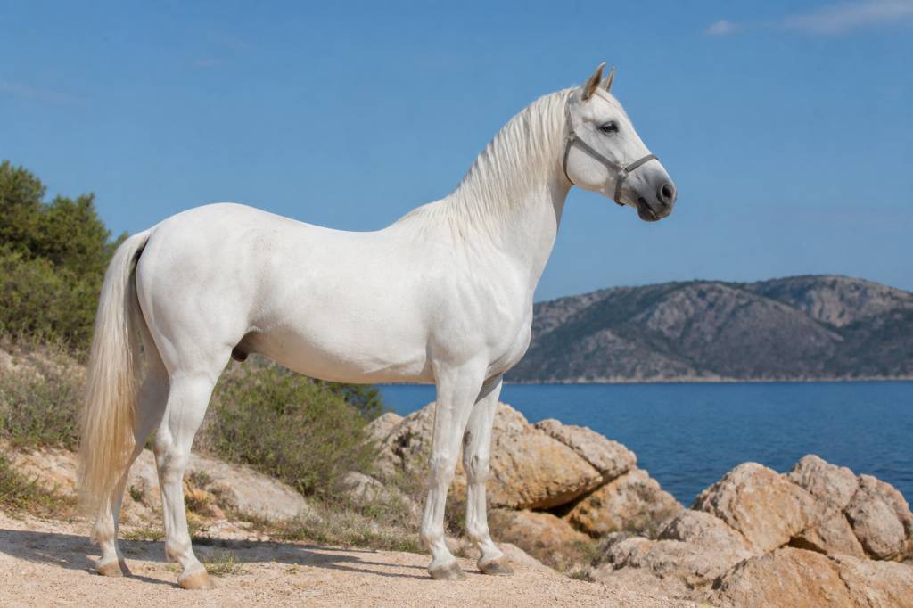 Cheval grec : origine, caractéristiques et races emblématiques
