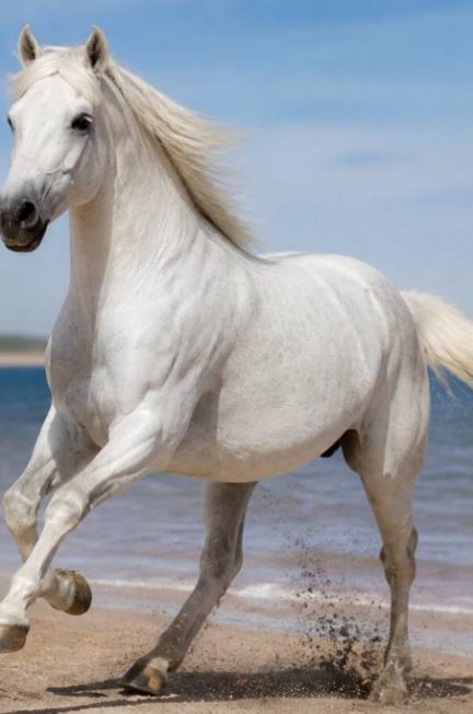 Chevaux blancs : caractéristiques, races et entretien