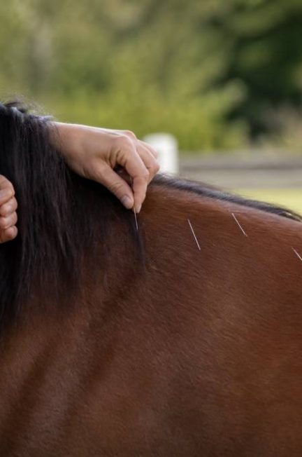 Acupuncture chevaux : bienfaits, indications et déroulement d’une séance