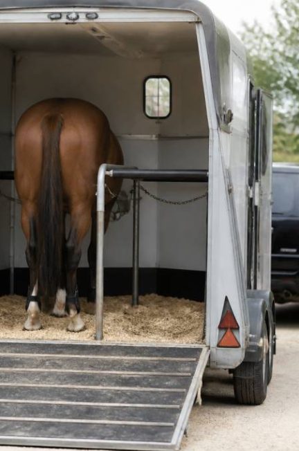 Transport chevaux longue distance : conseils et équipements pour voyager en toute sécurité