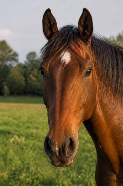 Cheval : espérance de vie et facteurs qui l’influencent
