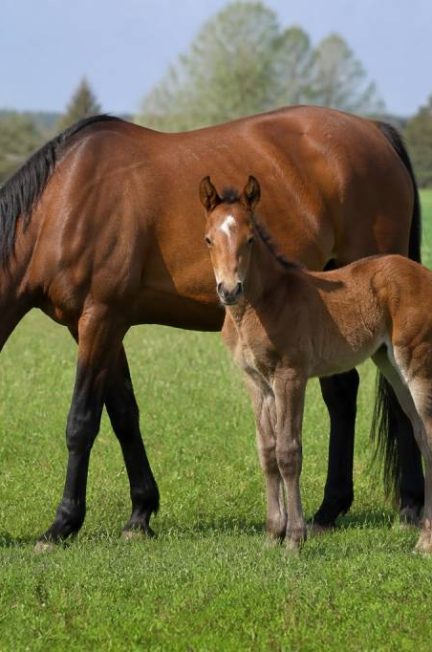 Durée de vie d'un cheval : combien de temps vit-il ?