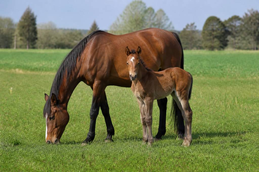 Durée de vie d'un cheval : combien de temps vit-il ?