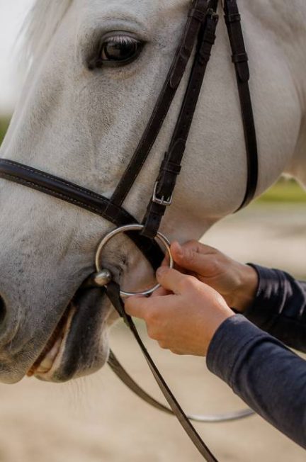 Comment choisir un mors pour cheval adapté à sa bouche et éviter les erreurs qui gênent sa locomotion