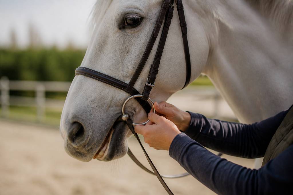 Comment choisir un mors pour cheval adapté à sa bouche et éviter les erreurs qui gênent sa locomotion