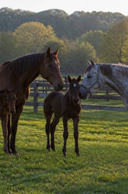 Cheval élevage : guide complet pour bien choisir, gérer et développer un élevage équin