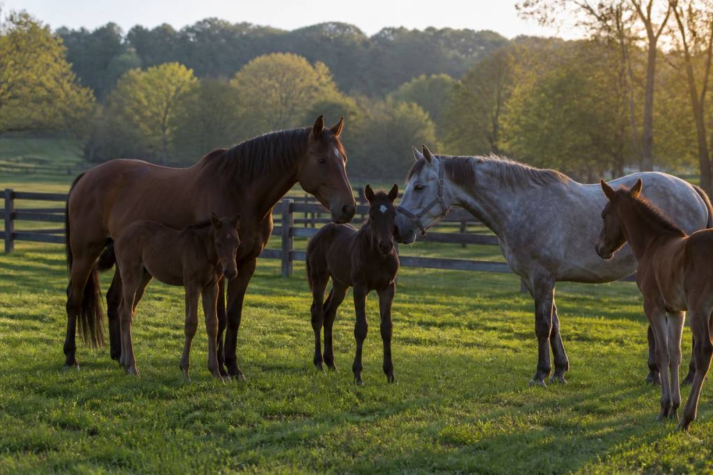 Cheval élevage : guide complet pour bien choisir, gérer et développer un élevage équin