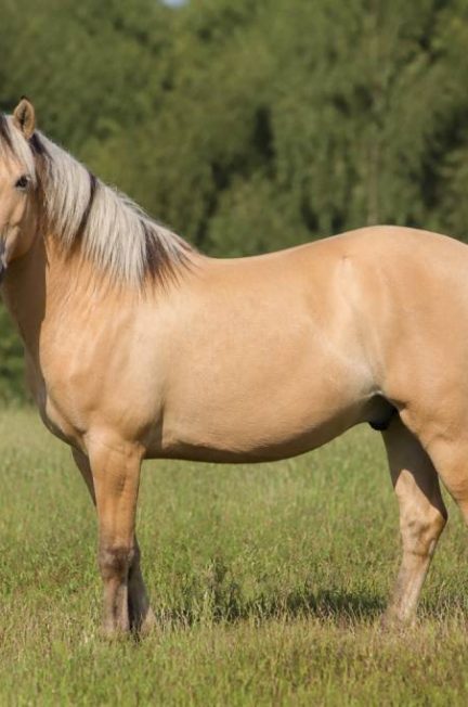 Chevaux robe isabelle : caractéristiques, origines et conseils pour bien les reconnaître