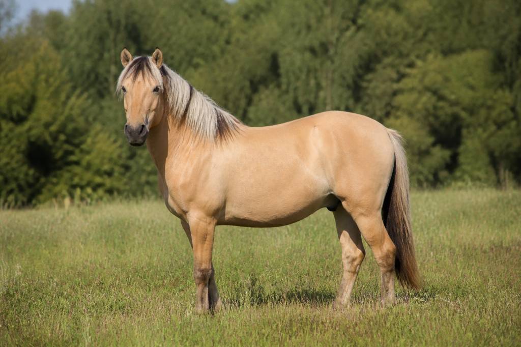 Chevaux robe isabelle : caractéristiques, origines et conseils pour bien les reconnaître