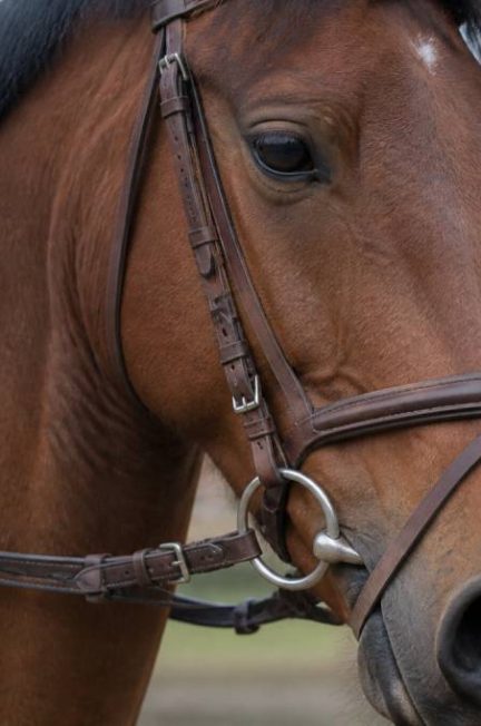 Mors d’équitation : choisir le bon modèle pour le cheval et le poney