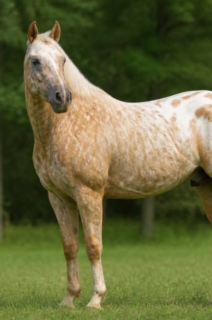Appaloosa palomino : caractéristiques, robe et conseils d’achat