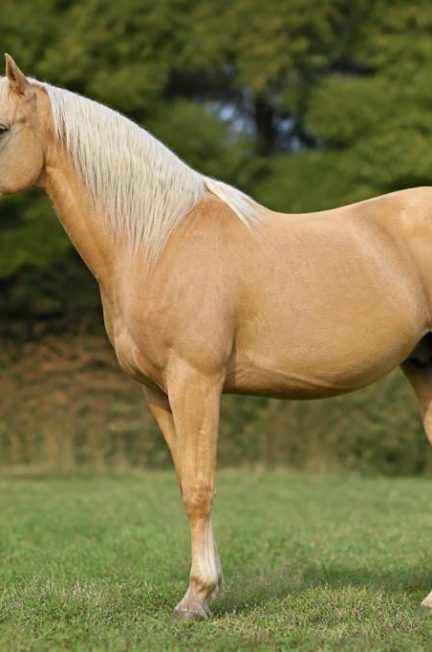 Cheval couleur isabelle : caractéristiques, robe et conseils d’achat