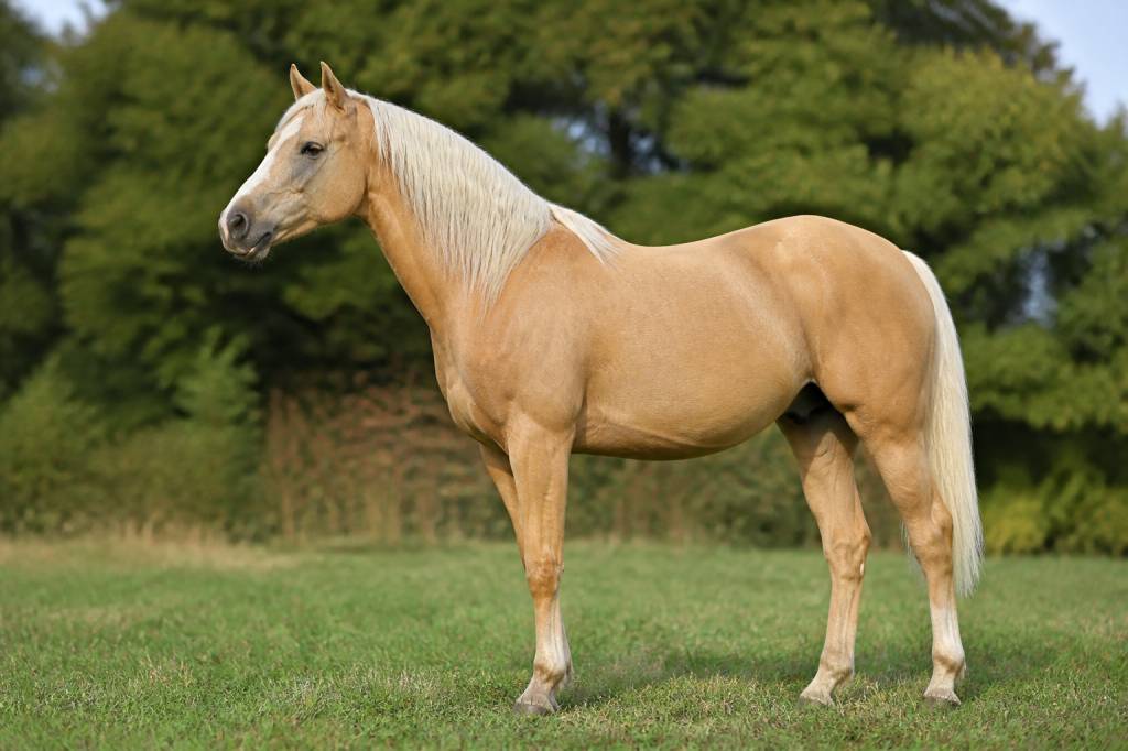 Cheval couleur isabelle : caractéristiques, robe et conseils d’achat