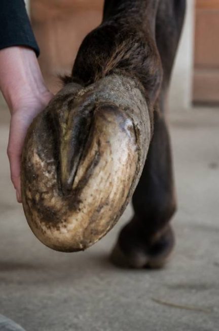 Abces pied cheval qui ne perce pas : causes, symptômes et soins adaptés