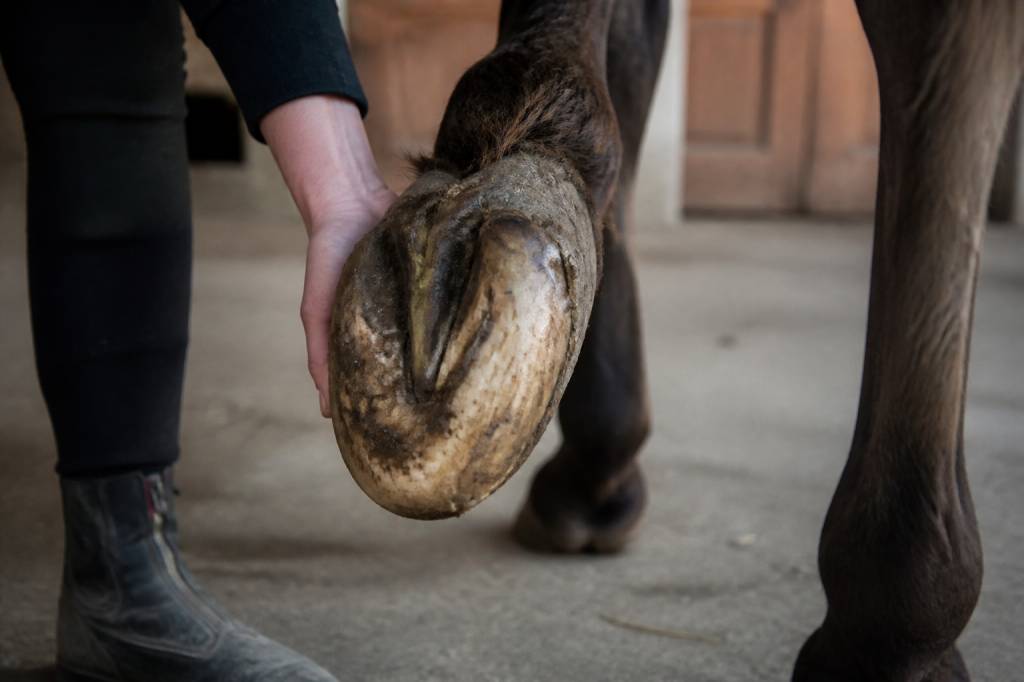 Abces pied cheval qui ne perce pas : causes, symptômes et soins adaptés