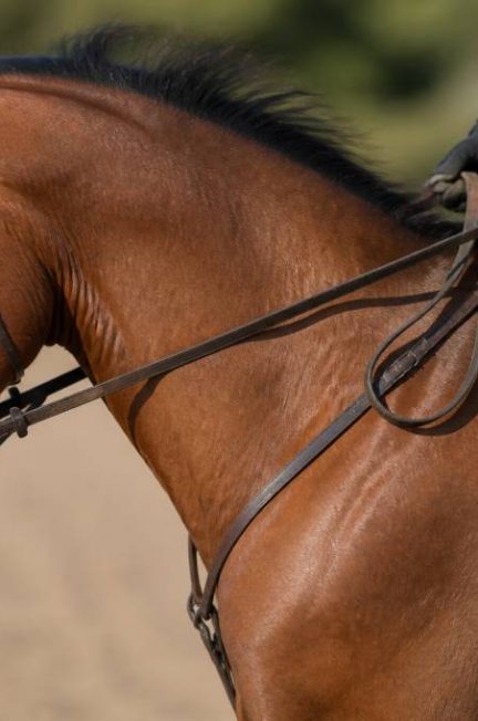 Renettes : bien les choisir et les utiliser à cheval