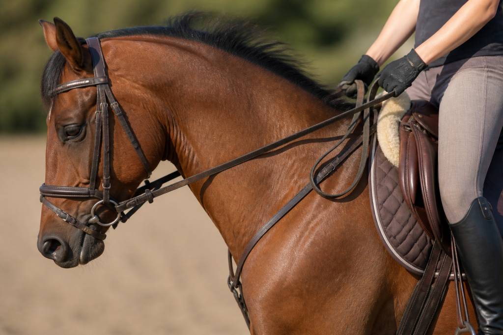 Renettes : bien les choisir et les utiliser à cheval