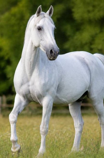Les chevaux blancs : races, caractéristiques et conseils d’entretien