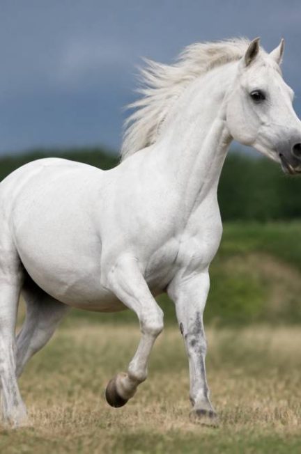Animal cheval blanc : caractéristiques, comportement et soins