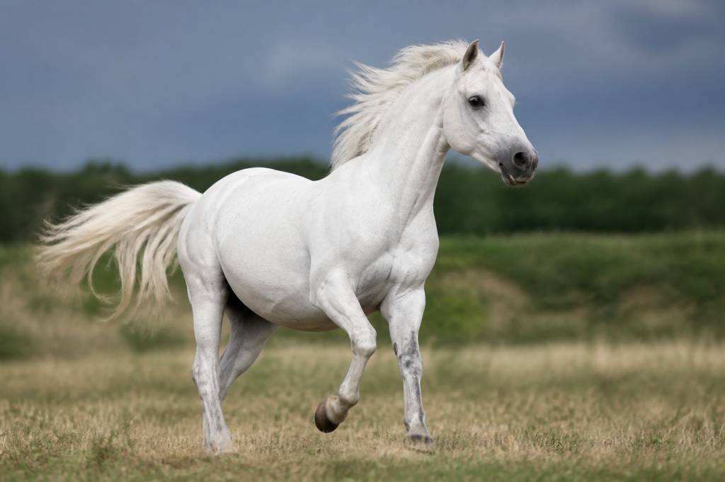 Animal cheval blanc : caractéristiques, comportement et soins