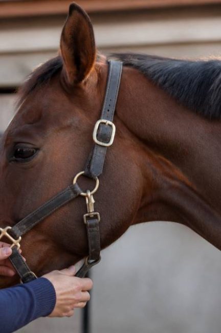 Collier de cheval : comment bien choisir un modèle adapté au cheval et au poney