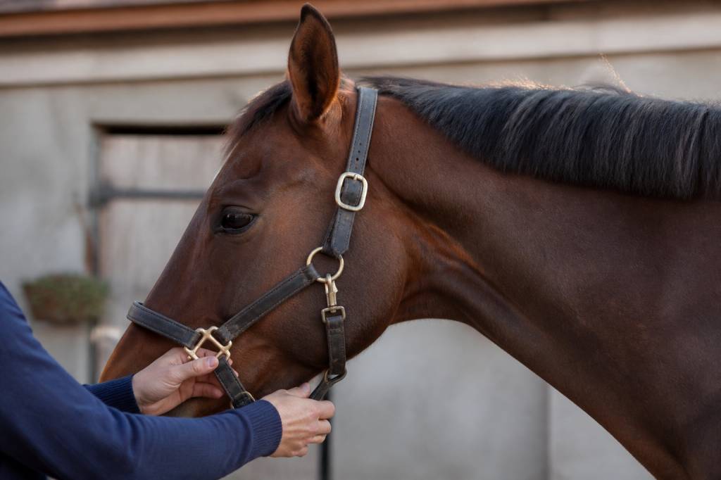 Collier de cheval : comment bien choisir un modèle adapté au cheval et au poney