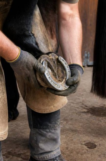 Un fer à cheval : rôle, pose et entretien pour le cheval