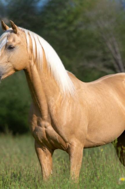 Palomino cheval robe rare : tout savoir sur cette robe exceptionnelle