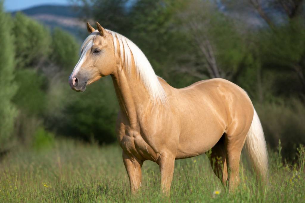 Palomino cheval robe rare : tout savoir sur cette robe exceptionnelle