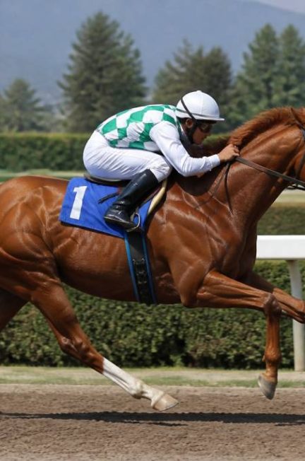 Quelle est le cheval le plus rapide du monde en course hippique et en équitation