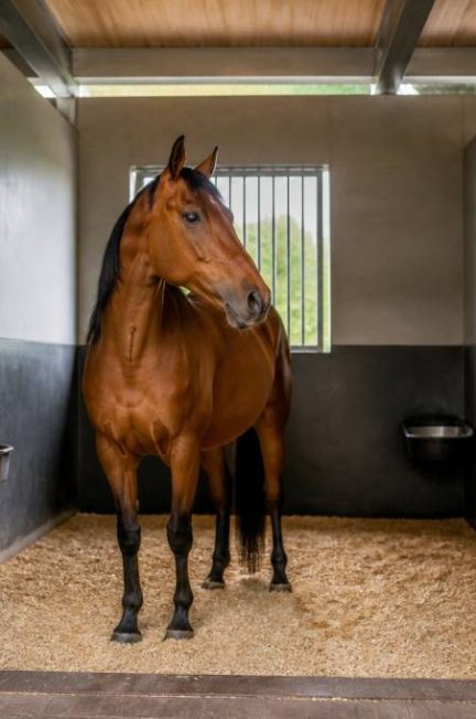Cheval maigre : causes, signes et solutions pour le remettre en état
