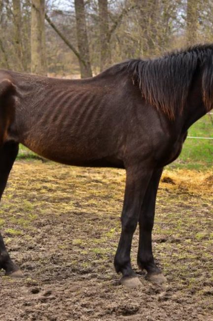 Cheval maigre : causes, signes et solutions pour le remettre en état