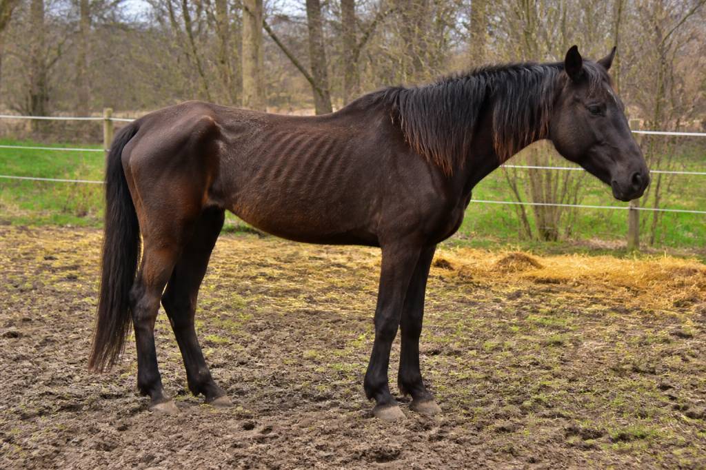Cheval maigre : causes, signes et solutions pour le remettre en état