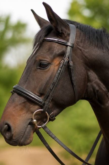 Bride anglaise : tout savoir sur ce bridon d’équitation