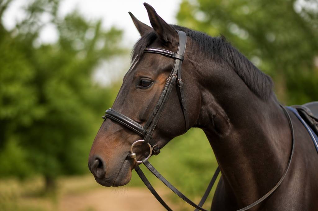 Bride anglaise : tout savoir sur ce bridon d’équitation