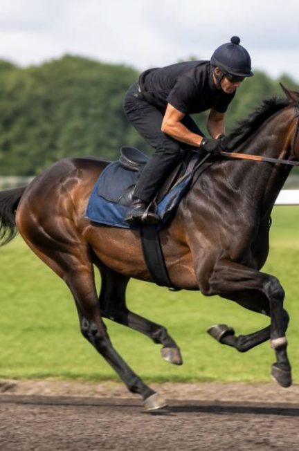Cheval le plus rapide du monde : races, records et vitesse au galop