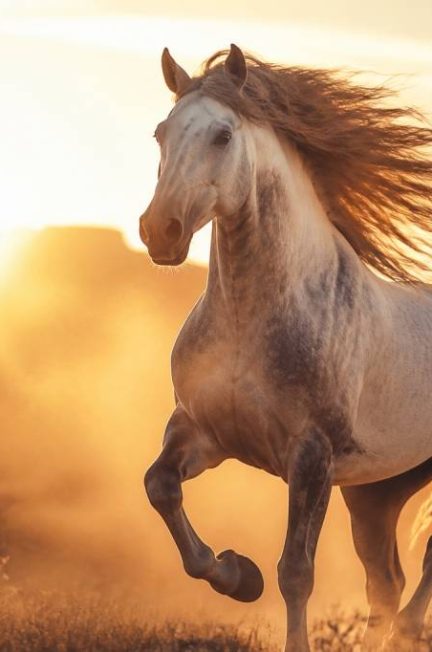 Symbolisme du cheval : significations, histoire et interprétations en équitation
