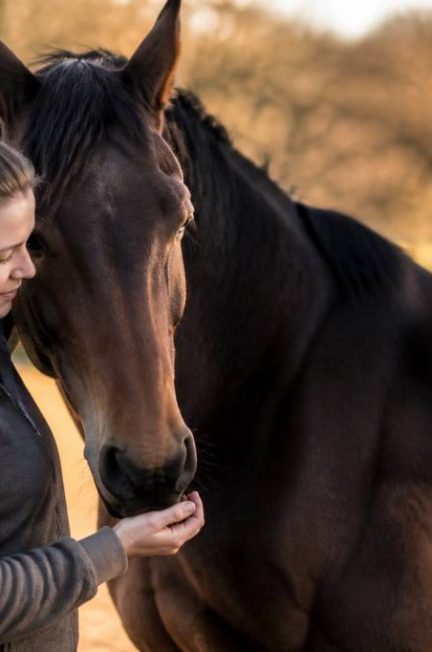 Documentaire sur les chevaux : découvrir leur univers, leur comportement et leur relation avec l’homme