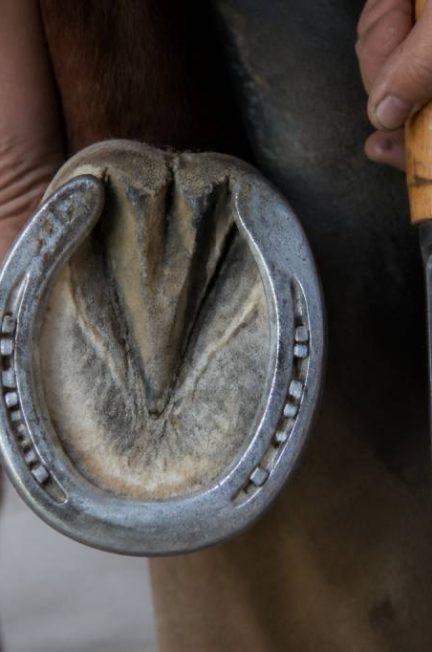 Sens fer à cheval : comprendre l’orientation du fer pour le cheval